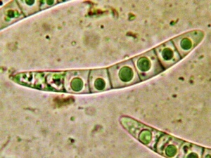 macrostoma