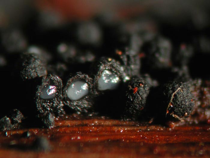 macrostoma
