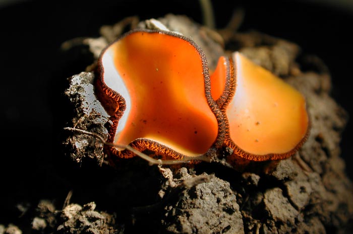 macrostoma