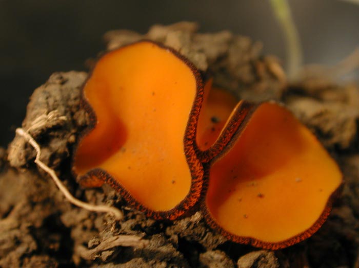 macrostoma