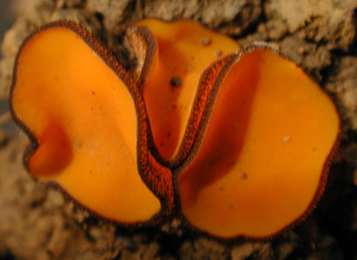 macrostoma