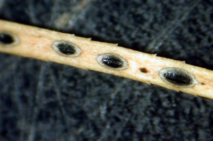 macrostoma
