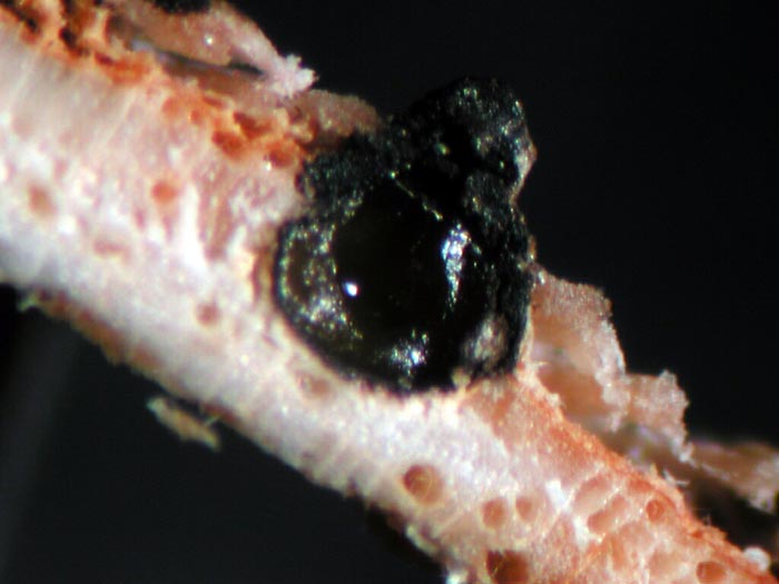 macrostoma