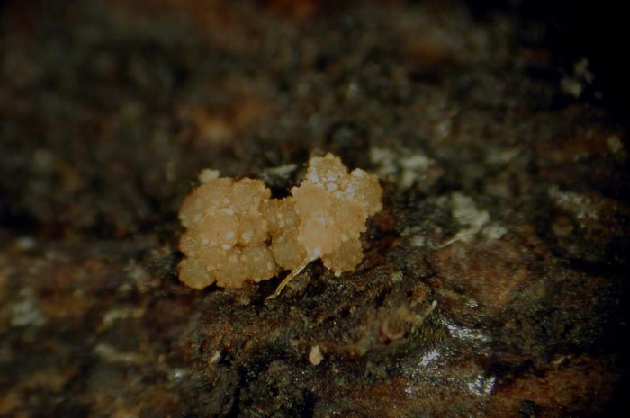 macrostoma
