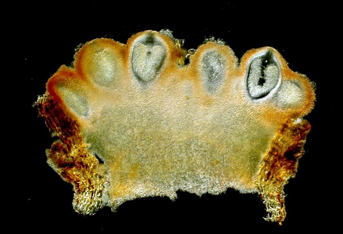 macrostoma