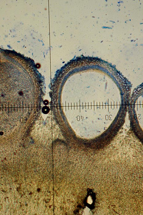 macrostoma