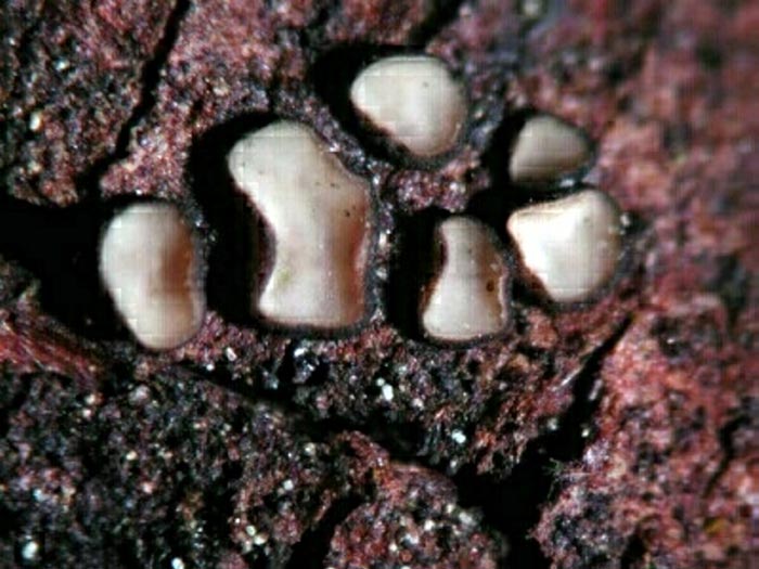macrostoma