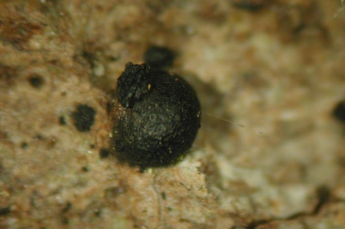 macrostoma