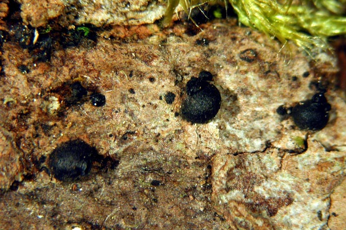 macrostoma