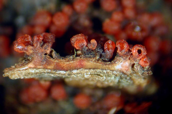 macrostoma