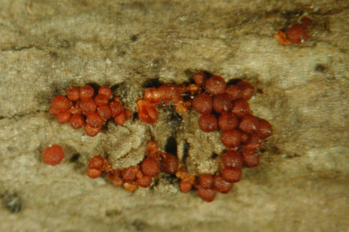 macrostoma