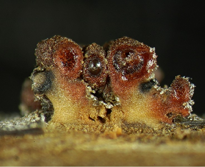 macrostoma