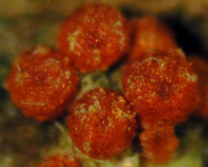 macrostoma