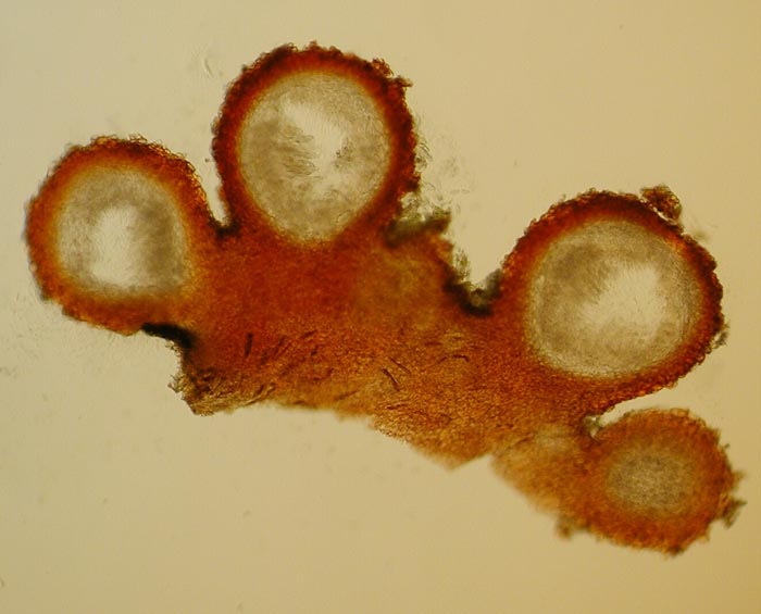 macrostoma
