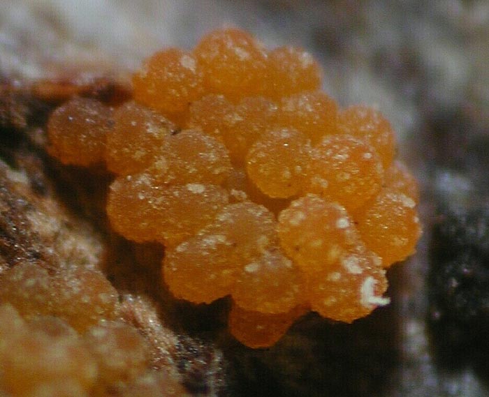 macrostoma