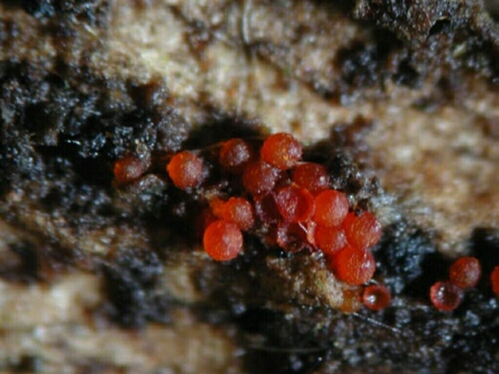 macrostoma