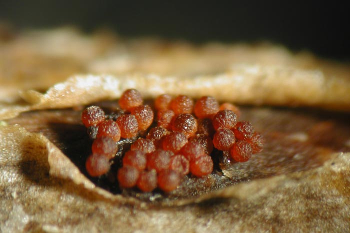 macrostoma