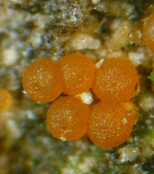 macrostoma