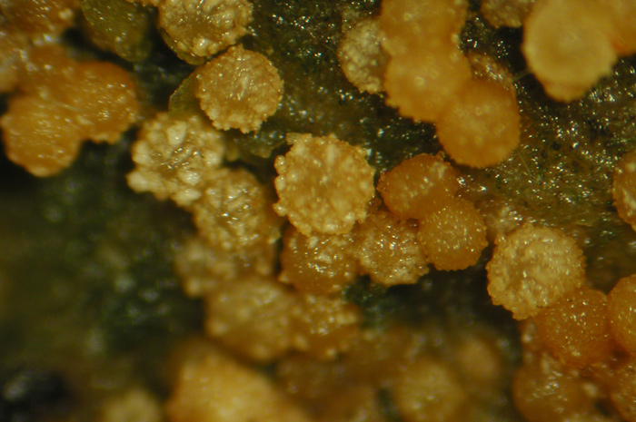 macrostoma