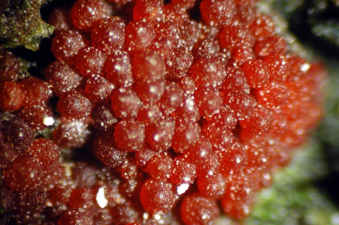 macrostoma