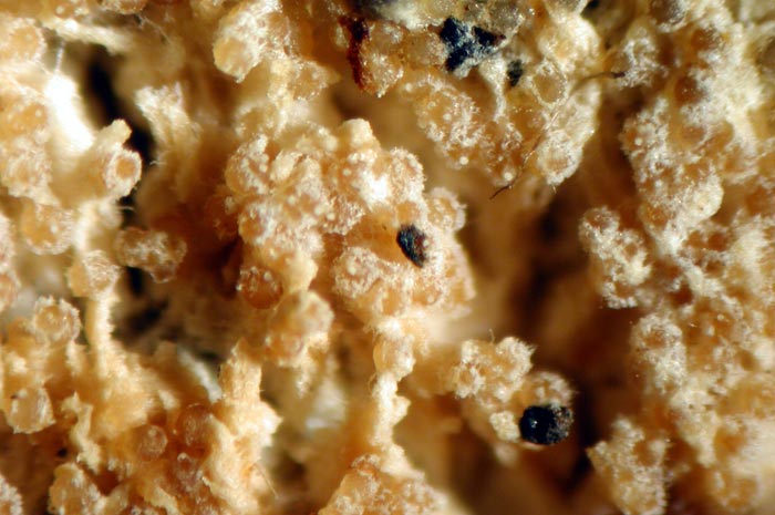 macrostoma
