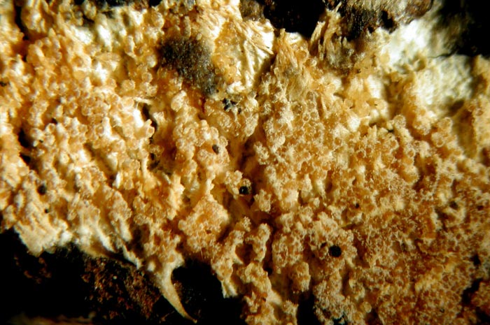 macrostoma