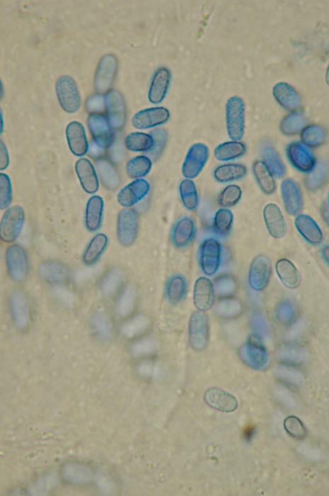 macrostoma