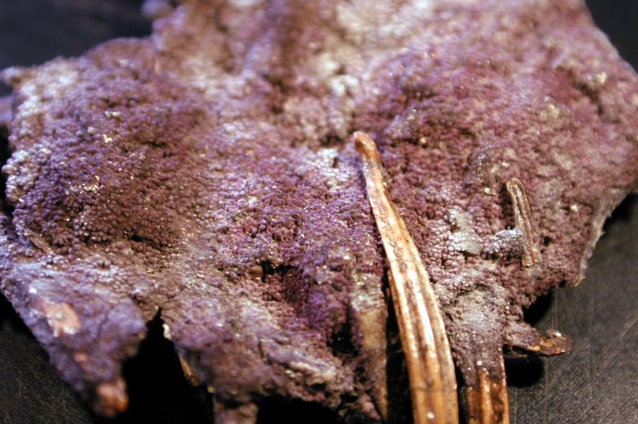 macrostoma