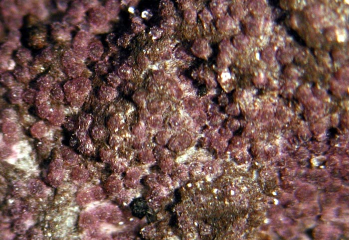 macrostoma