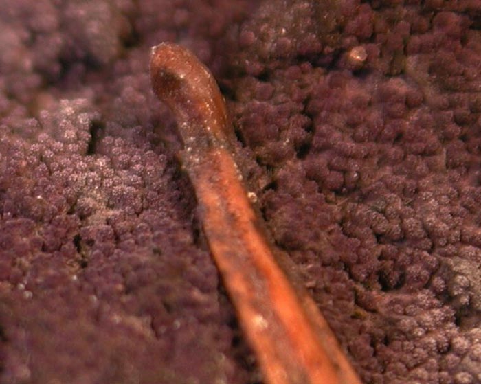 macrostoma