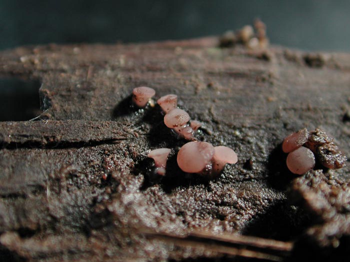 macrostoma