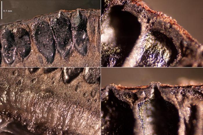 macrostoma