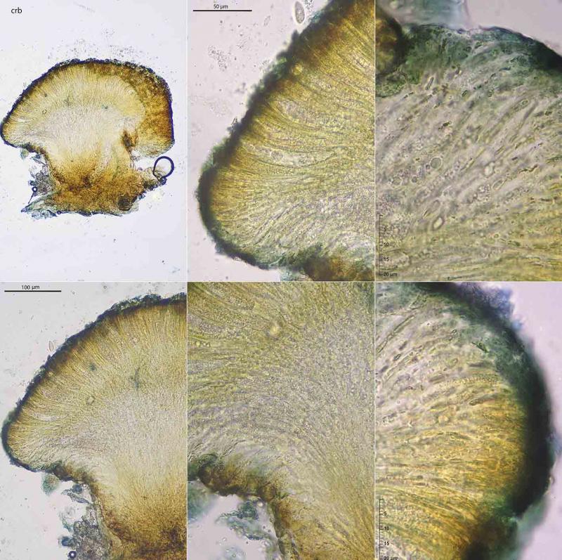macrostoma