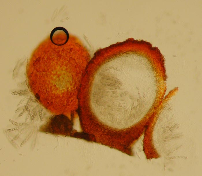 macrostoma