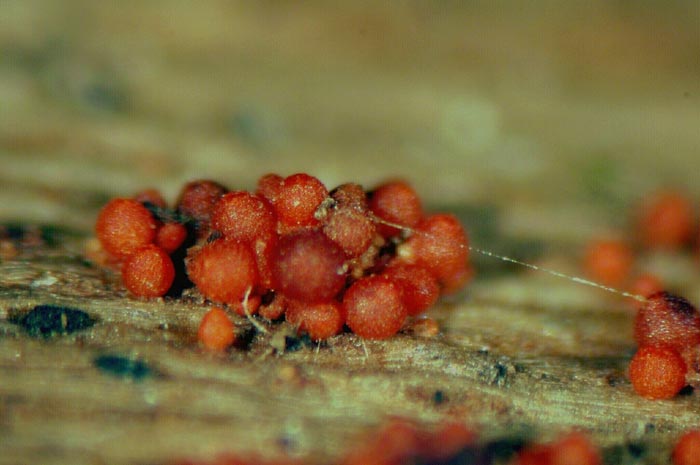 macrostoma