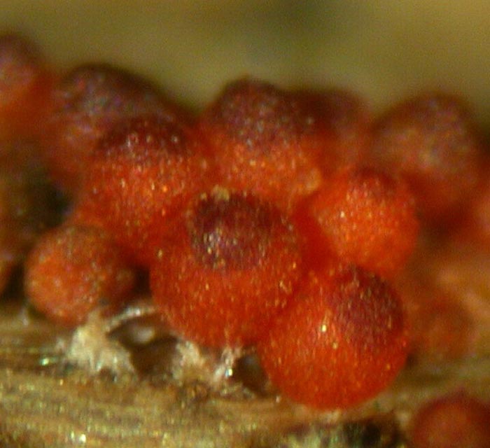 macrostoma