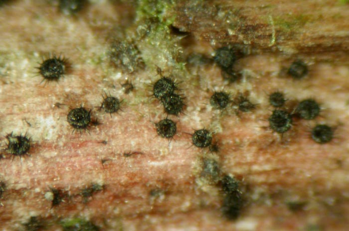 macrostoma