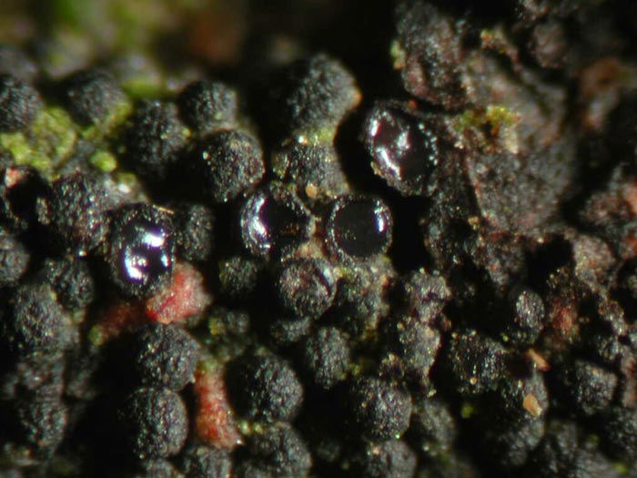macrostoma