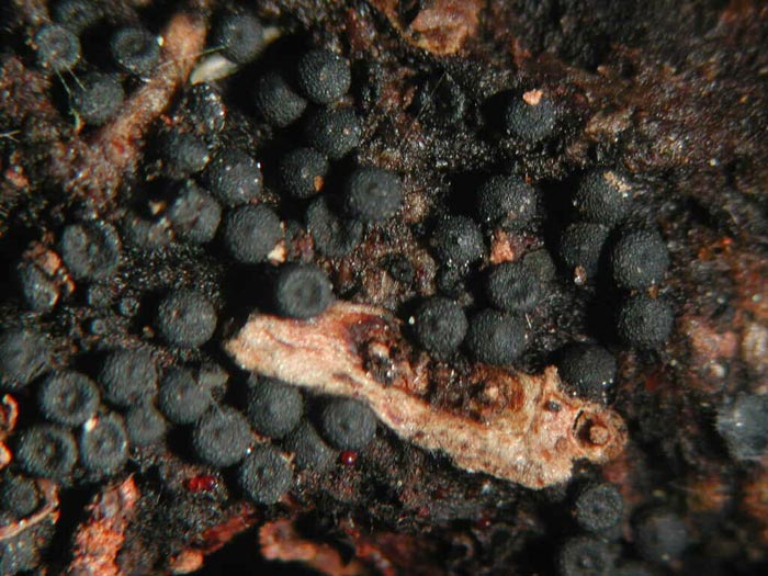 macrostoma