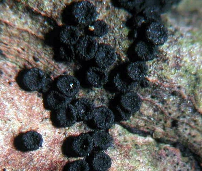 macrostoma