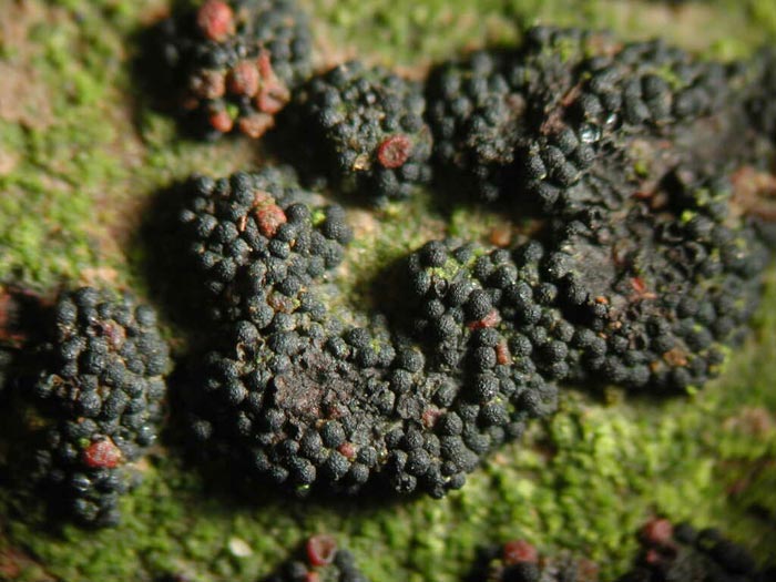 macrostoma