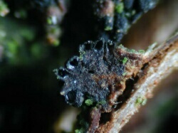 macrostoma