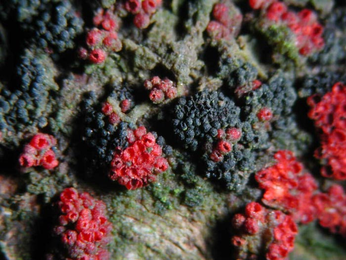 macrostoma