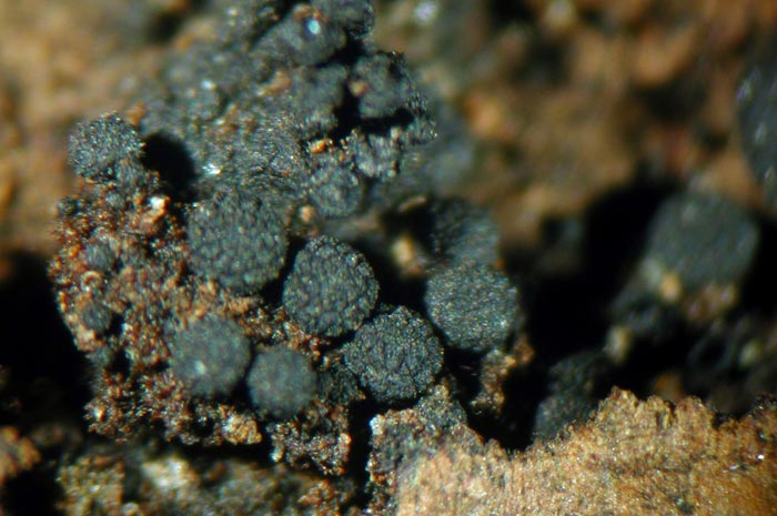 macrostoma