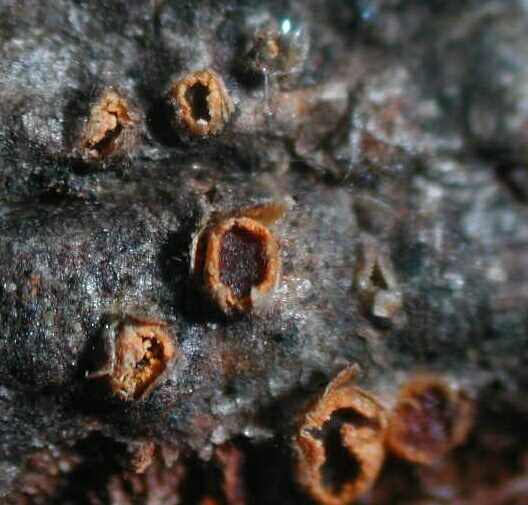 macrostoma