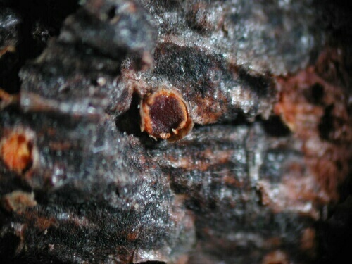 macrostoma