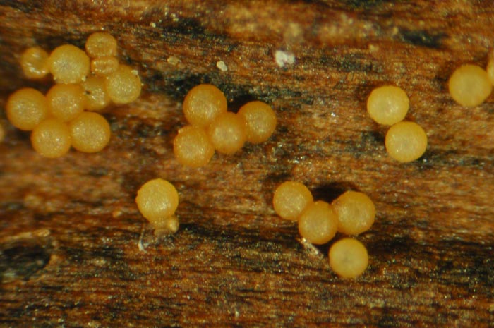 macrostoma
