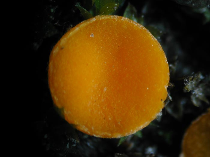 macrostoma