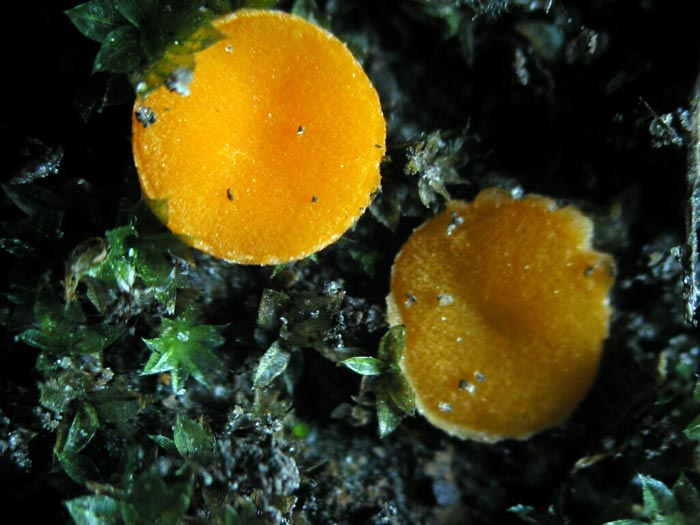 macrostoma