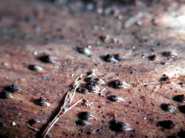 macrostoma